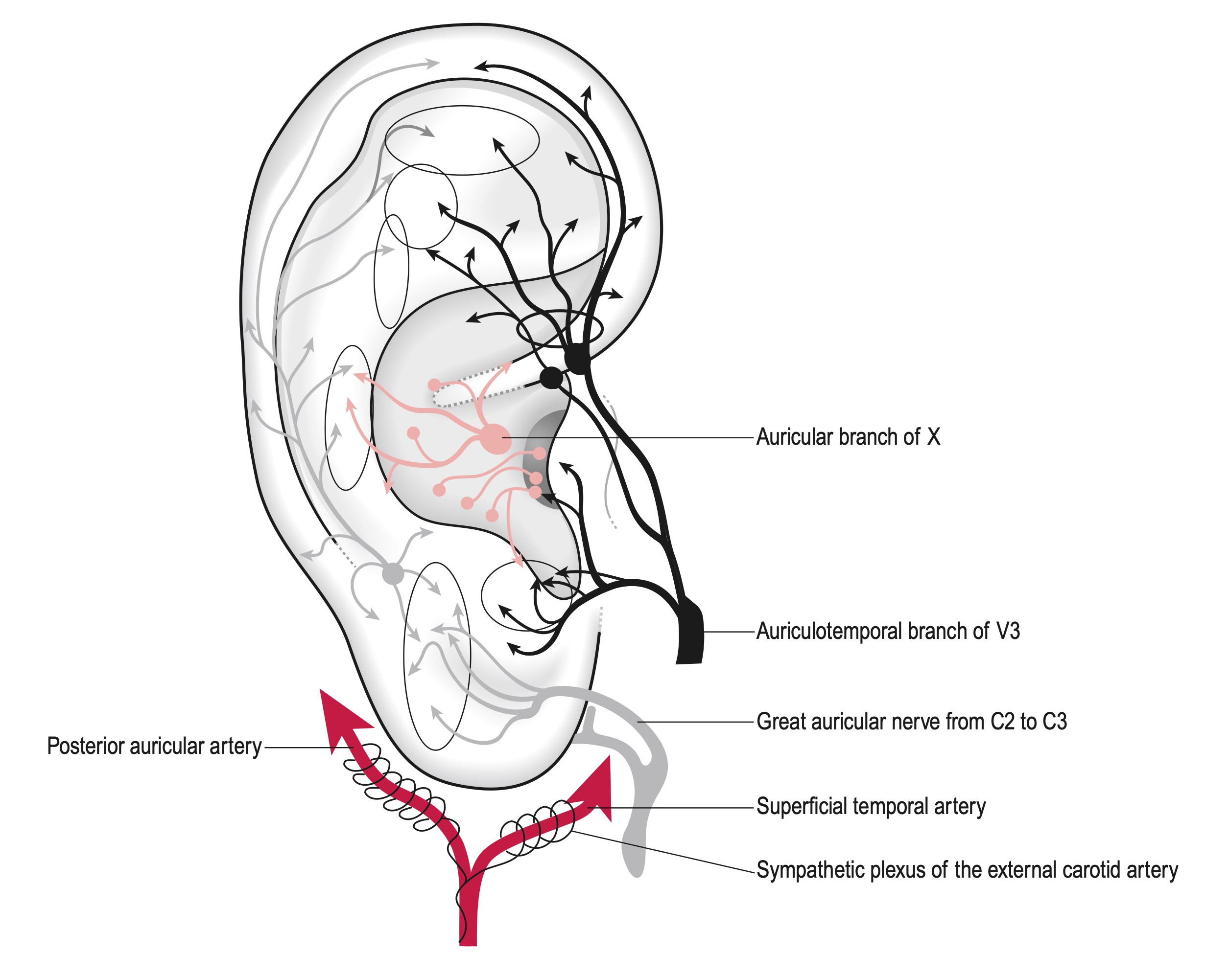 auricoloterapia nervi