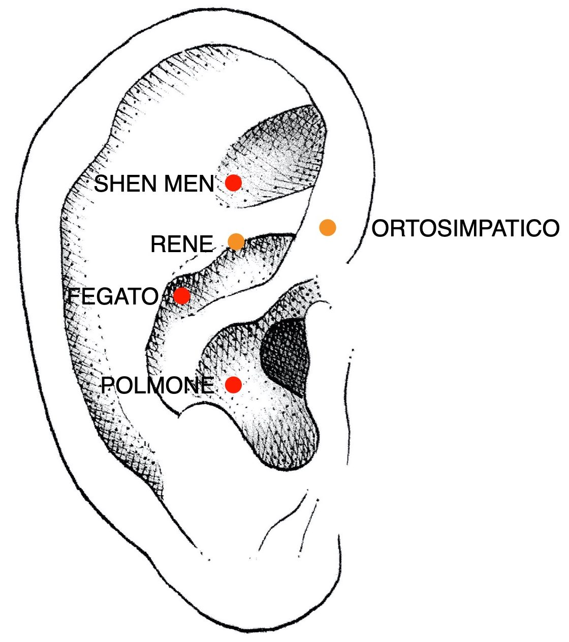 auricoloterapia antifumo